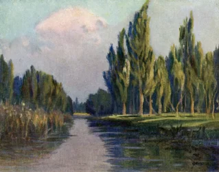 Poplar Trees of the Parana
